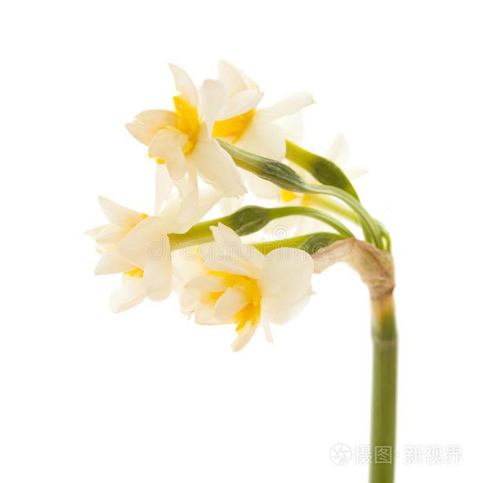 植物群关于奶奶人名 水仙塔泽塔照片 正版商用图片32coz4 摄图新视界