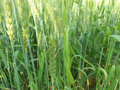 羊关于小麦照片