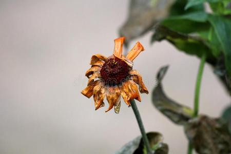 枯萎花瓣关于枯萎的和干燥的百日草属植物植物撒于winter冬天照片