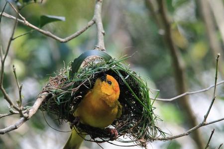 小的黄色的非洲的织工鸟在户外采用窝照片