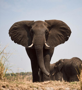 组关于大的象,非洲象属非洲文献照片