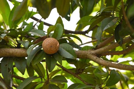 上有雨滴银绿常青藤六道木(一种落叶的或常青的装饰性六道木属灌木