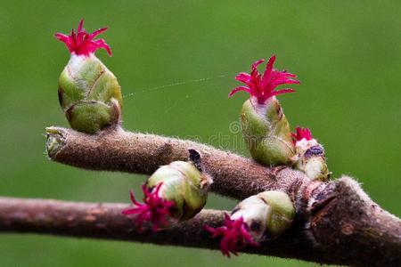 榛花图片 榛花素材 榛花插画 摄图新视界 榛花图片 榛花素材 榛花插画 摄图新视界
