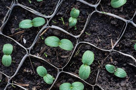 生长的黄瓜刚出芽的幼苗采用指已提到的人温室照片