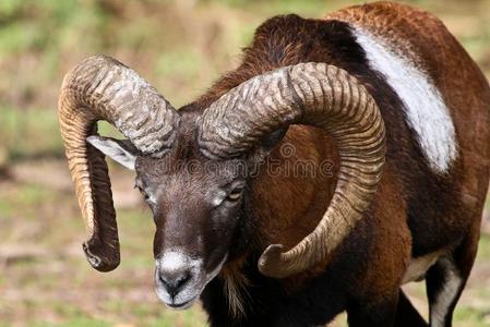 欧洲的欧洲盘羊,绵羊属东方人穆西蒙.野生的鸟兽等动物照片