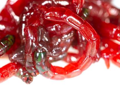 红色的虫飞蛾向白色的背景照片