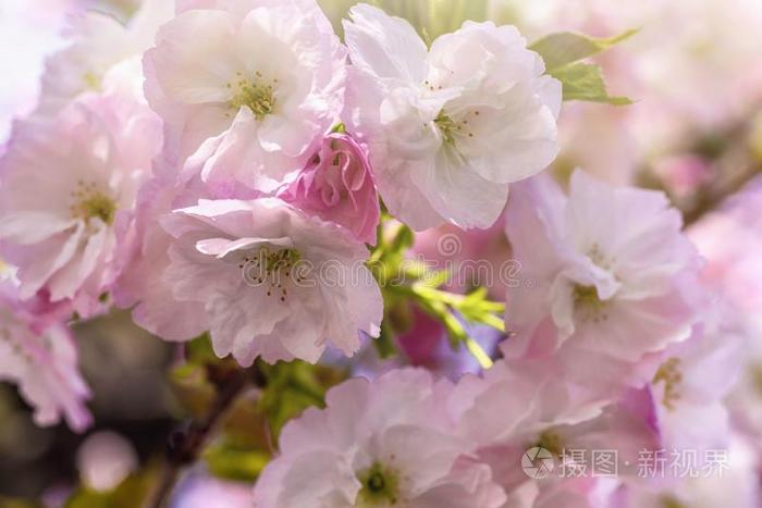 粉红色的樱花花.樱花花关在上面.春季花