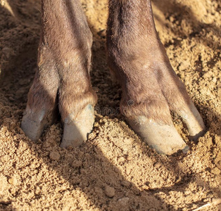 牛蹄纹湿沙滩沙牛蹄鹿动物或脚印和野生动物的爪子.