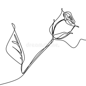 线条玫瑰花线条图片