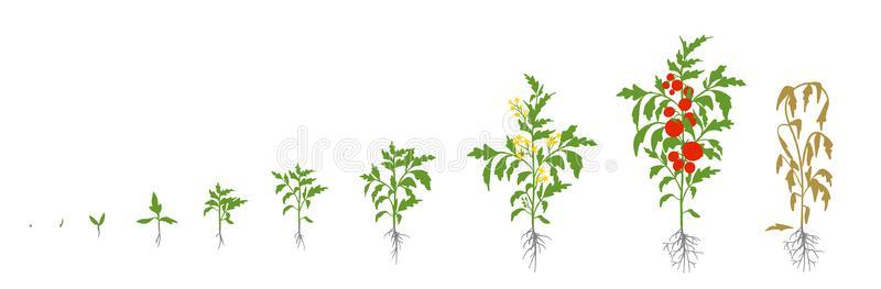 生长台矢量说明.茄属植物lycoper照片