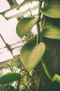 寿字香生长的香子兰是(be的三单形式一特写镜头关于一tr英语字母表的