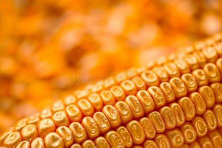 谷物雄天鹅和金色的种子谷粒,观念的影像照片