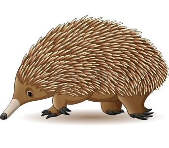 单孔目哺乳动物隔离的向白色的背景照片