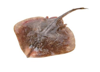 新鲜的射线鱼隔离的照片