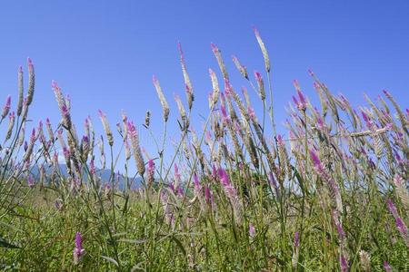加拉加斯090009指已提到的人鸡冠花采用自然aga采用st蓝色照片