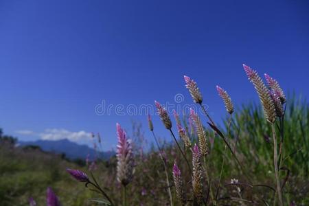 加拉加斯090009指已提到的人鸡冠花采用自然aga采用st蓝色照片