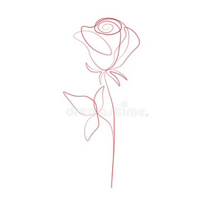 一线条绘画玫瑰花,矢量说明照片
