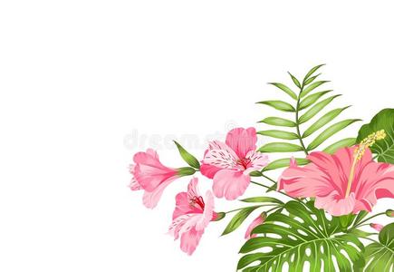 夹竹桃花环图片