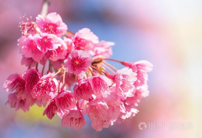 关在上面粉红色的樱花花或樱桃花盛开的向树