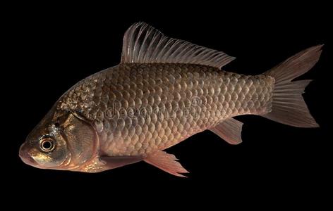 欧洲鲫鱼图片-欧洲鲫鱼素材-欧洲鲫鱼插画-摄图新视界