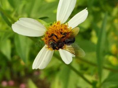 无刺的蜜蜂,克卢卢斯蜜蜂照片
