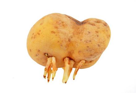 马铃薯和发芽照片