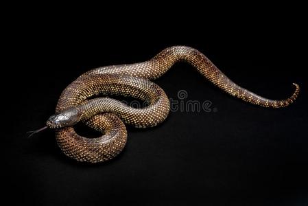 沙漠王蛇-小滑鳞蛇属斯丽达西南蛇非静脉照片