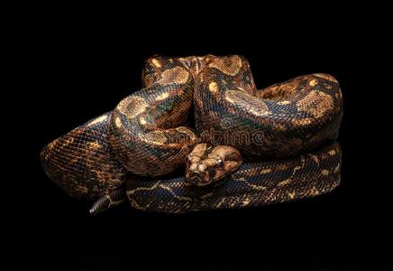 将敬酒素材墨西哥人蟒-蟒绝对统治者西南蛇非分泌毒液的照片