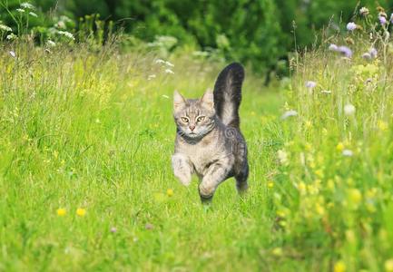 优美的哺乳动物一年幼的有条纹的猫跑优美地穿过一绿色的明亮的me一