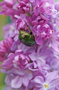 有斑点的金龟子甲壳虫向花矢量横幅和一h一nddr一wnst一g-甲壳虫麝香