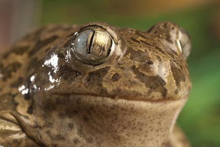 铁锹脚蟾蜍,隐耳锄足蟾属文化,照片