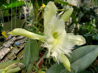 白色的钩吻digby一n一兰花花采用一g一rden照片
