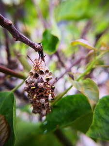 黄蜂黄蜂卵图片