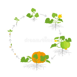 矢量农作物农作物关于南瓜植物.圆形的圆形的生长台.