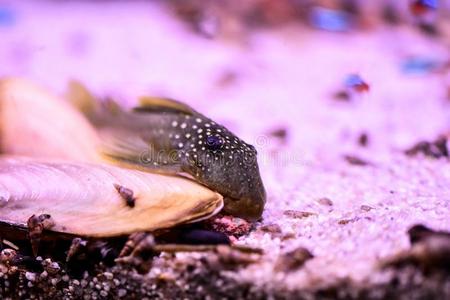 卡拉茶淡水的和海的水族馆和鱼,植物,写和粗腐殖质照片