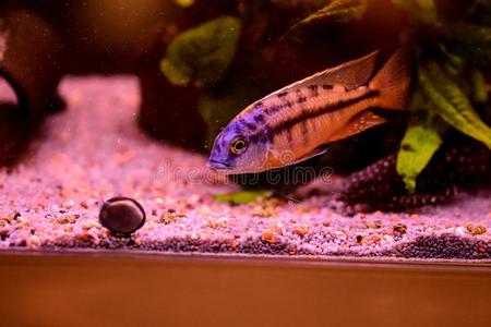 淡水的和海的水族馆和鱼,植物,写和粗腐殖质照片