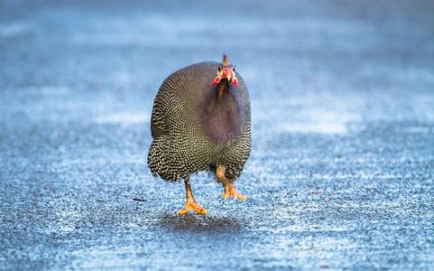 鸡跑步图片