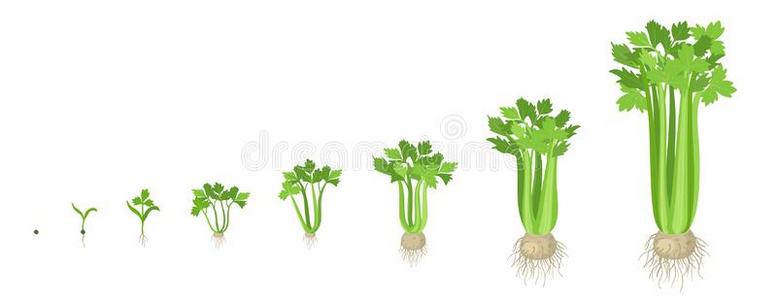 农作物台关于芹菜.生长的芹菜植物.收割生长vegetable蔬菜照片