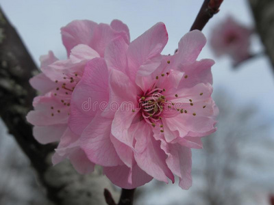 欧洲甜樱桃花图片图片