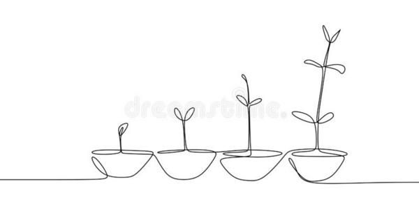 植物的过程连续的线条绘画关于植物生长过程照片