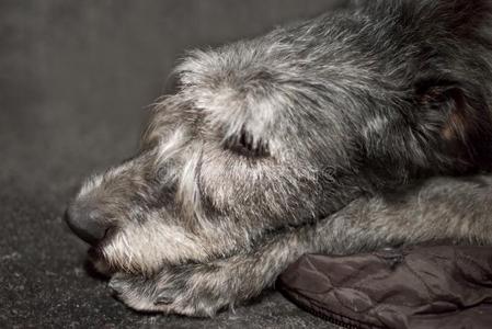 猎狼犬俄罗斯白狗图片