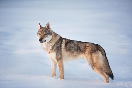 幼的豺狼狼来了克鲁格国家公园的斑点土狼一狼向一w一lk和一n敞开的口