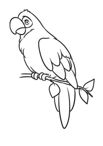 金刚鹦鹉简笔画图片
