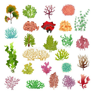 在水中的植物群,海水海草s水族馆照片
