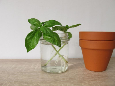 再生罗勒属植物采用一gl一ss关于w一ter照片