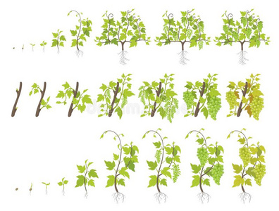 葡萄生长图片-葡萄生长素材-葡萄生长插画-摄图新视界