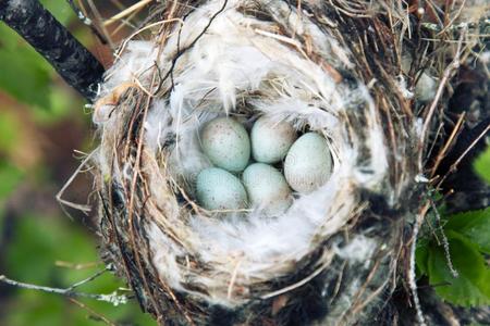 金翅鸟舒适的北极的金翅鸟(刺槐霍内曼尼)窝照片