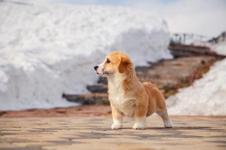 所有走漂亮的红色的不付赌金而溜掉威尔士矮脚狗彭布罗克郡小狗走户外