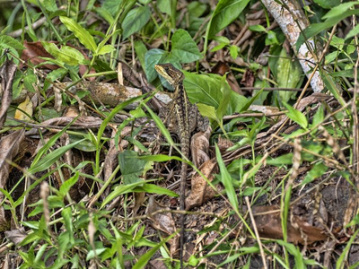 小滑鳞蛇属图片