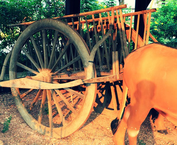 老的木制的牛运货马车和雕像关于母牛采用指已提到的人位置同样地如果